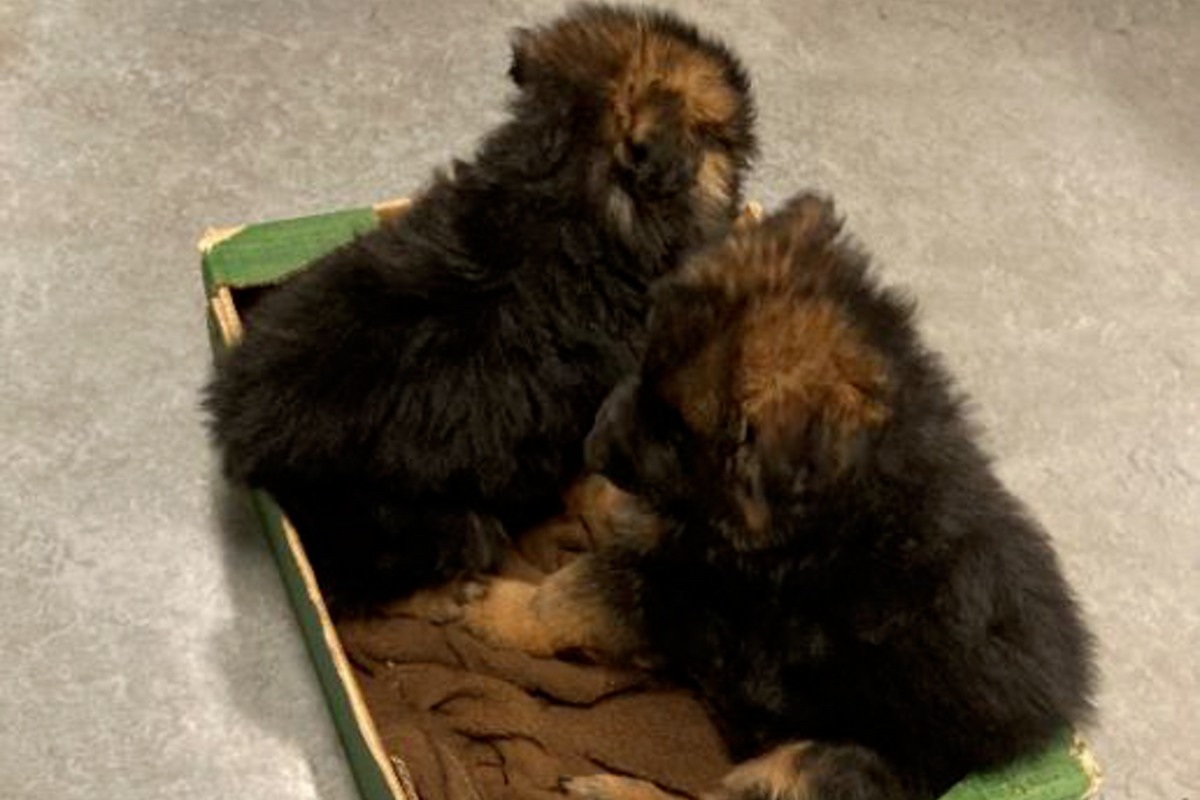 Wien - Polizei nimmt Mann zwei Hundewelpen ab 