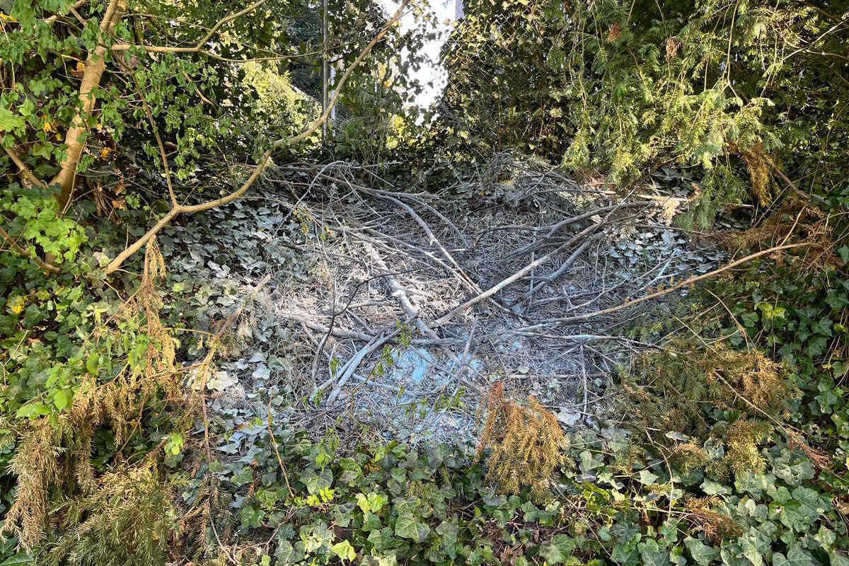 Altenrhein SG - Mehrere Büsche in Brand geraten