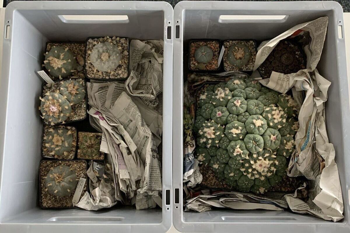 Basel - 46 artgeschützte Kakteen beschlagnahmt