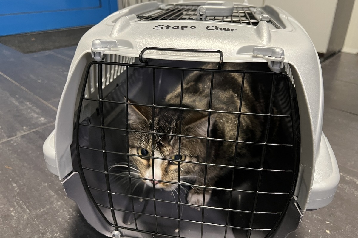 Chur GR - Einsatzkräfte befreien Katze aus misslicher Lage