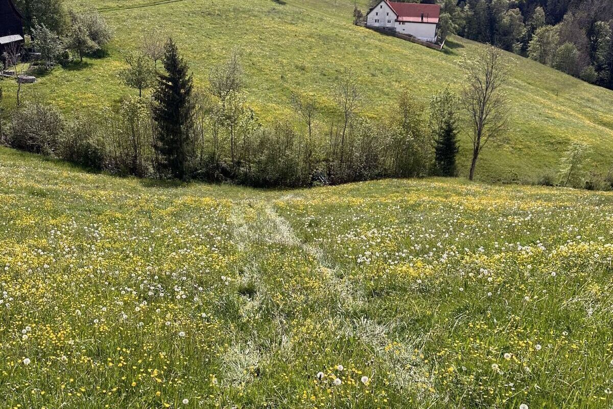 Wald AR - Radlader landet selbstständig im Bachbett