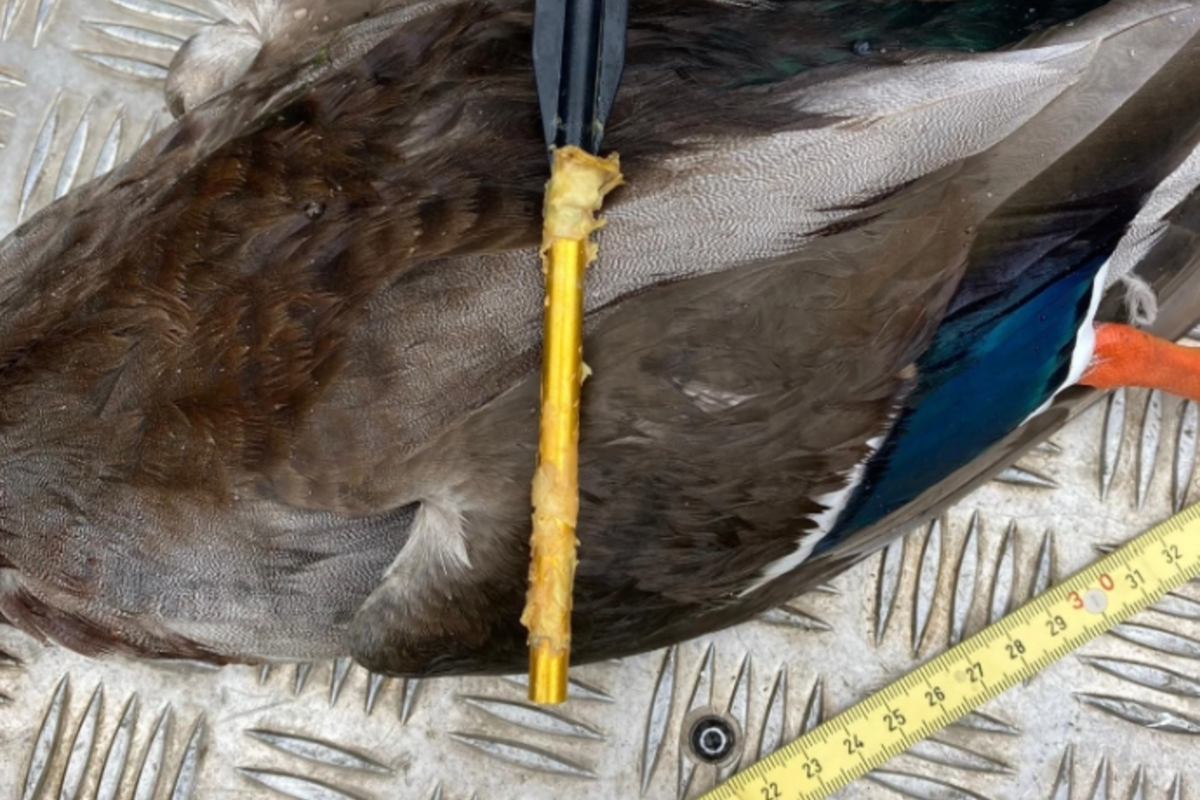 Unterägeri ZG - Enten mit Pfeil angeschossen