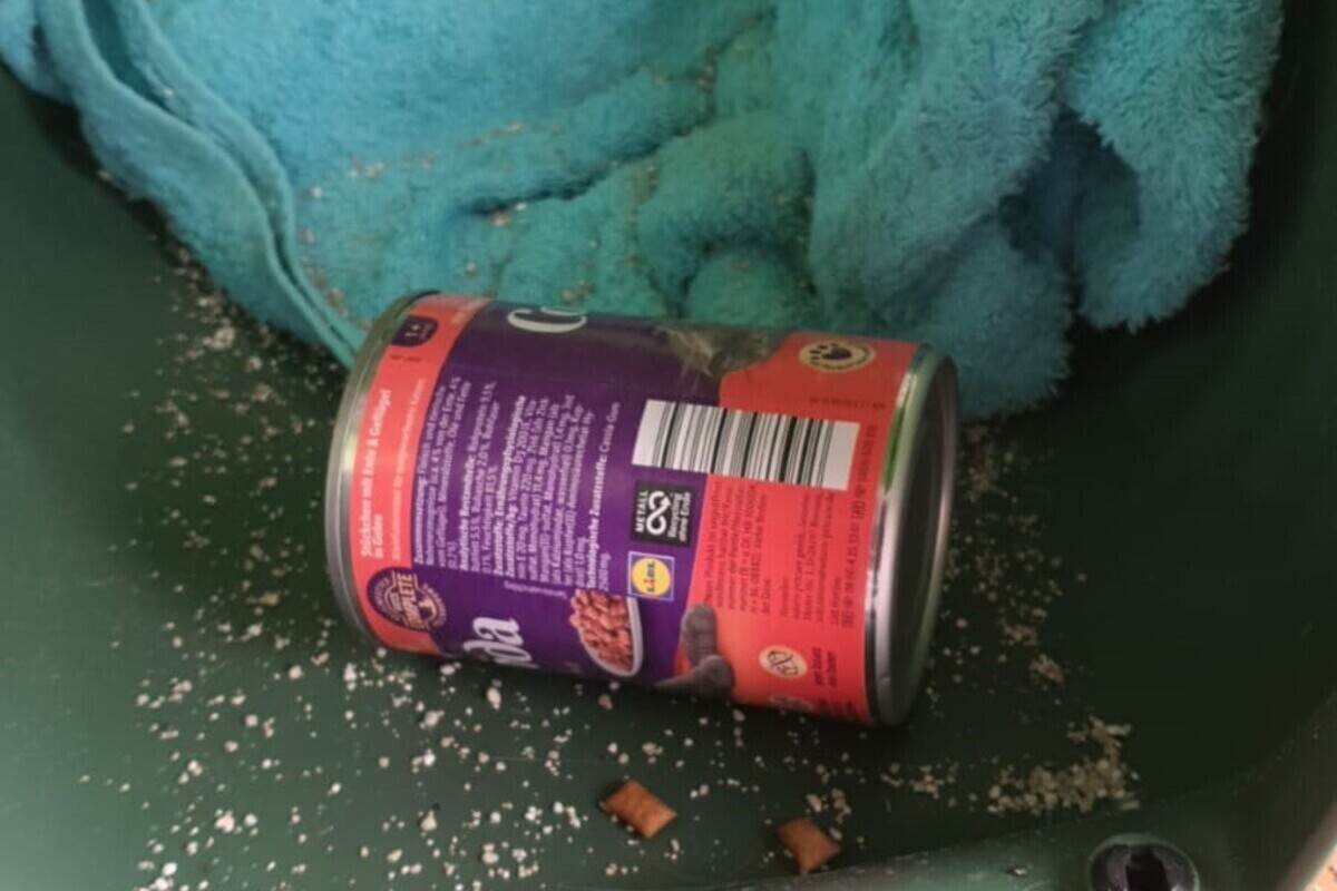 Eckernförde - Katze ausgesetzt - Polizei sucht Zeugen  