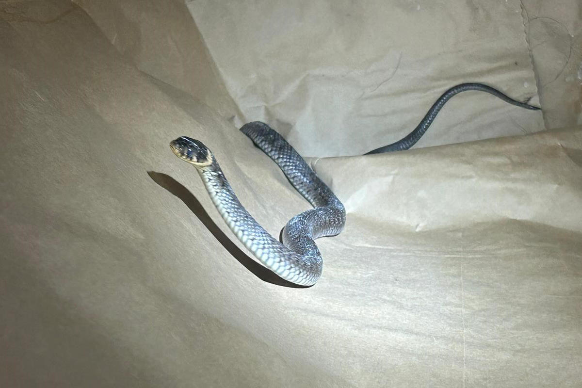 Schleitheim SH - Schlange als ungebetener Gast im Haus