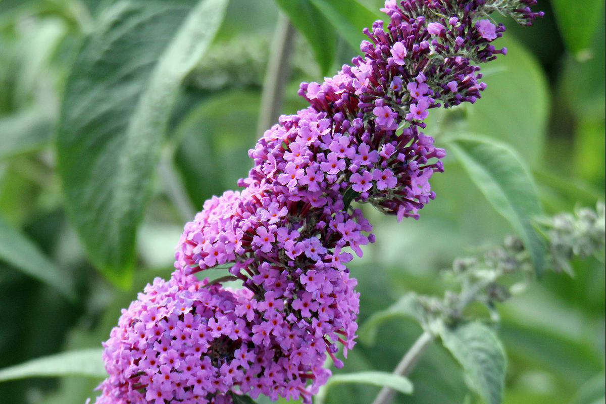 Appenzell Ausserrhoden - Verkaufsverbot für Kirschlorbeer und weitere Neophyten