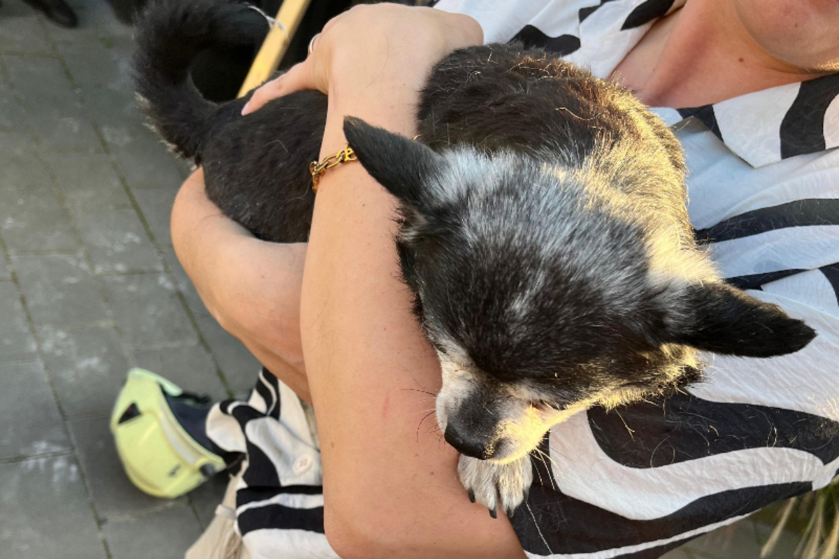 Dinslaken - Feuerwehr rettet Hund aus Notlage