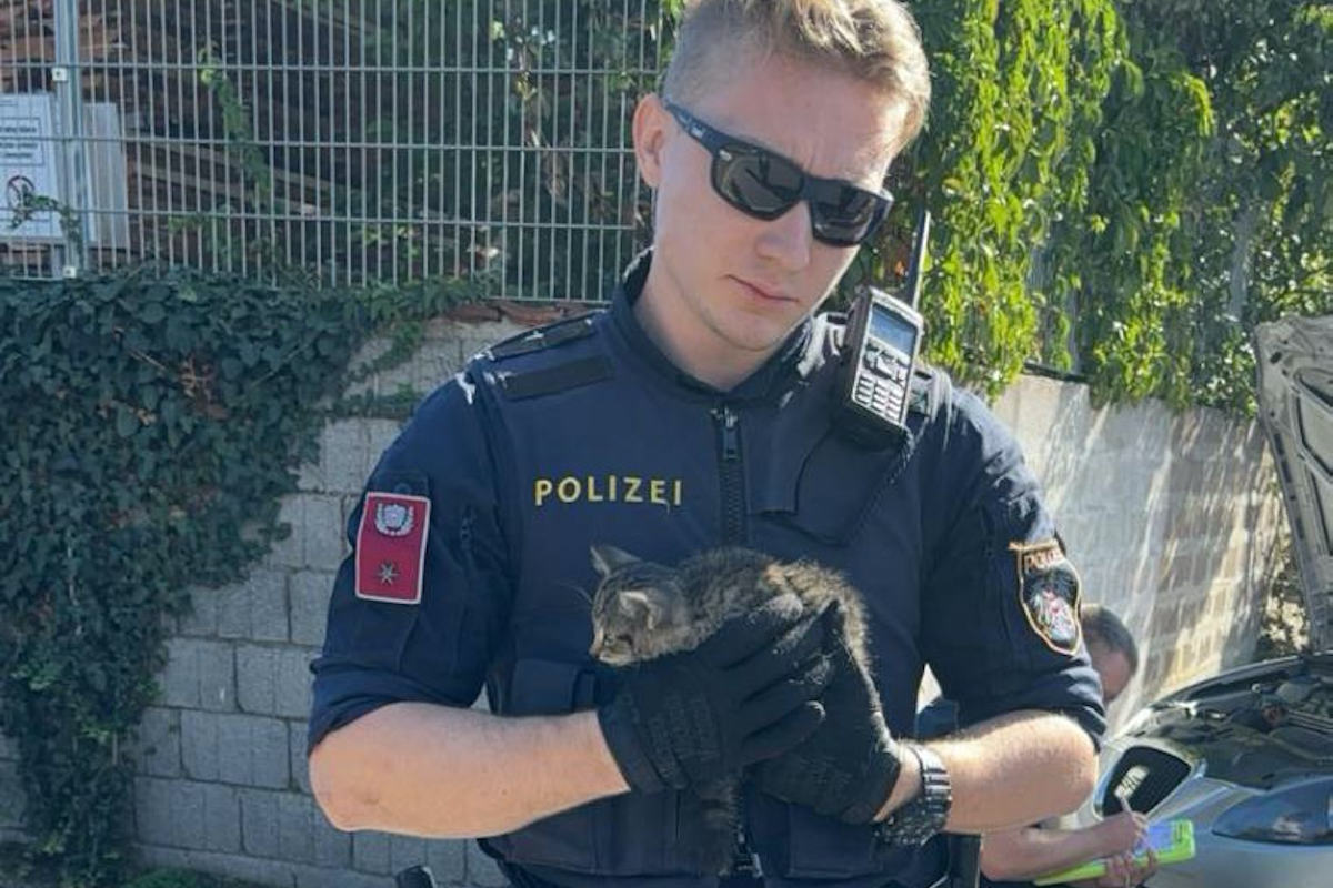Die Polizei befreite den kleinen Kater aus dem Motorraum.