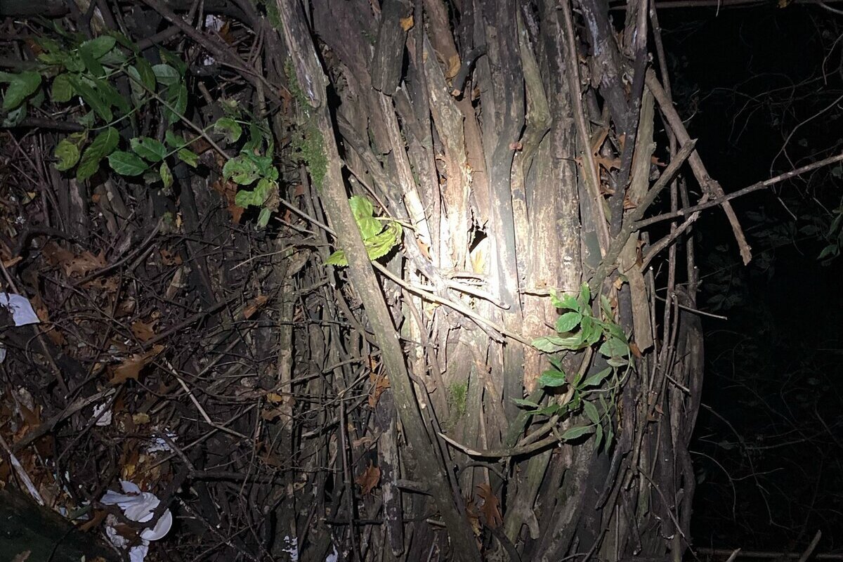 Köln - Unbekannte wollten Katzenbaby anzünden