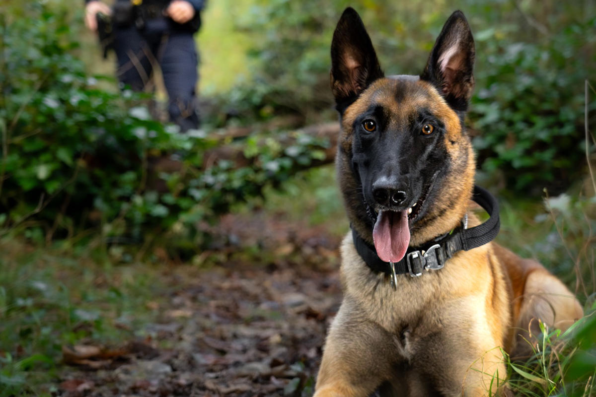Aarau – Polizeihund Malouk stellt jugendliche Einbrecher