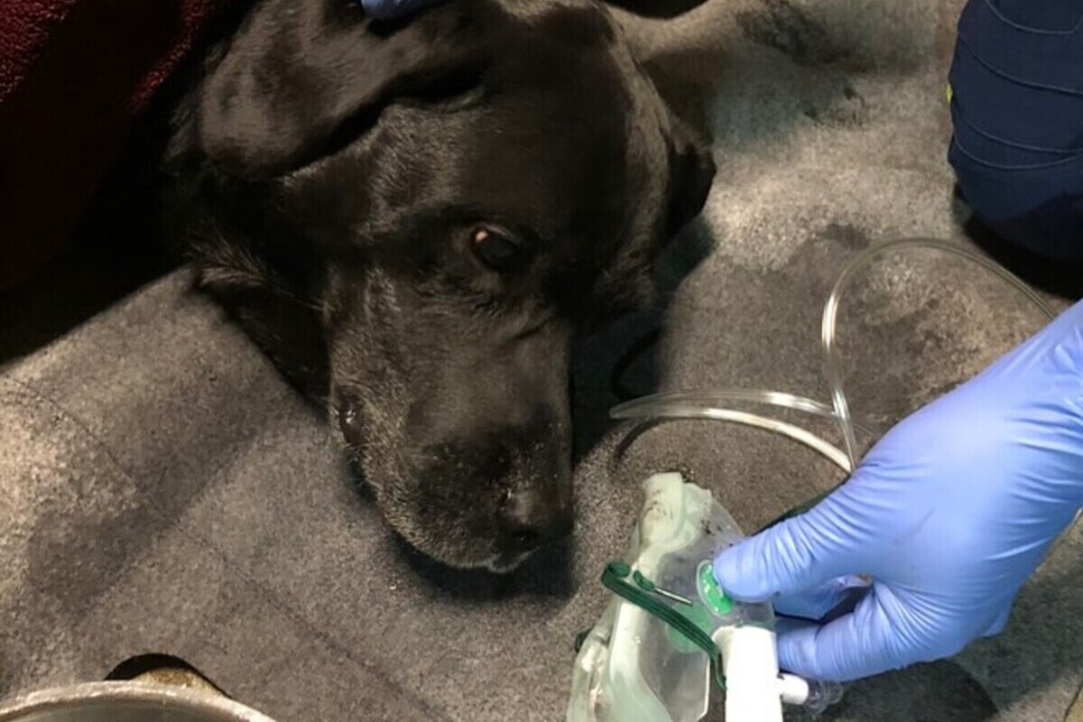 Bern – Hund rettet Frauchen während Brand