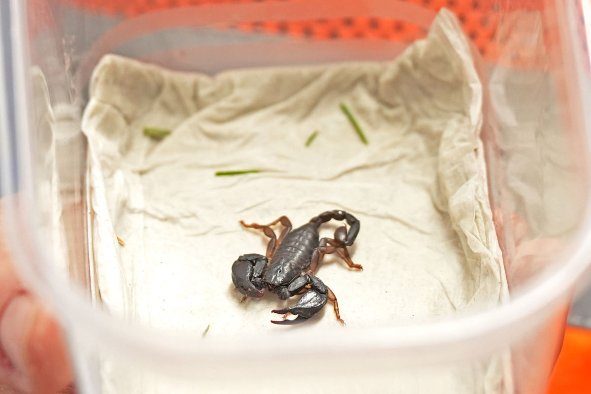 Chur GR – Bewohnerin ruft Polizei wegen Skorpion