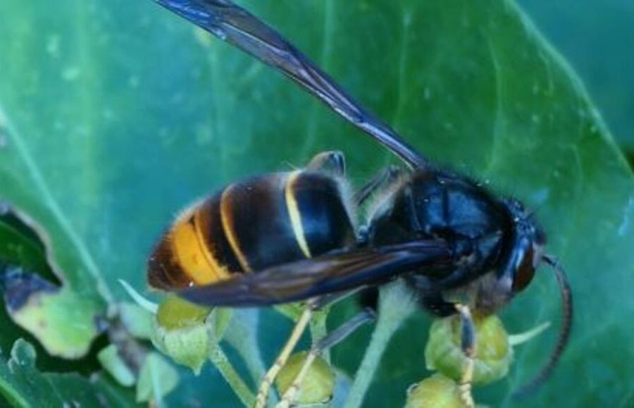 Fällanden ZH - Asiatische Hornissennester melden!