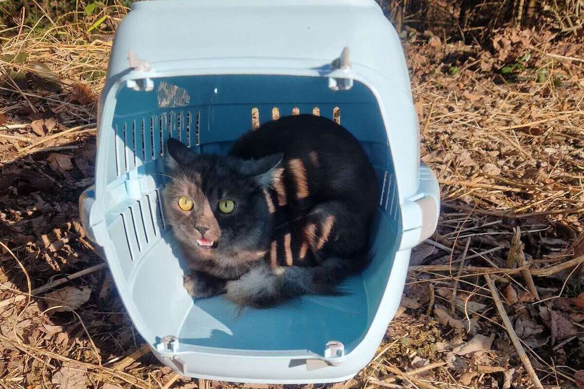 Forbach – Unbekannte setzen Kater auf Parkplatz an der L80b aus