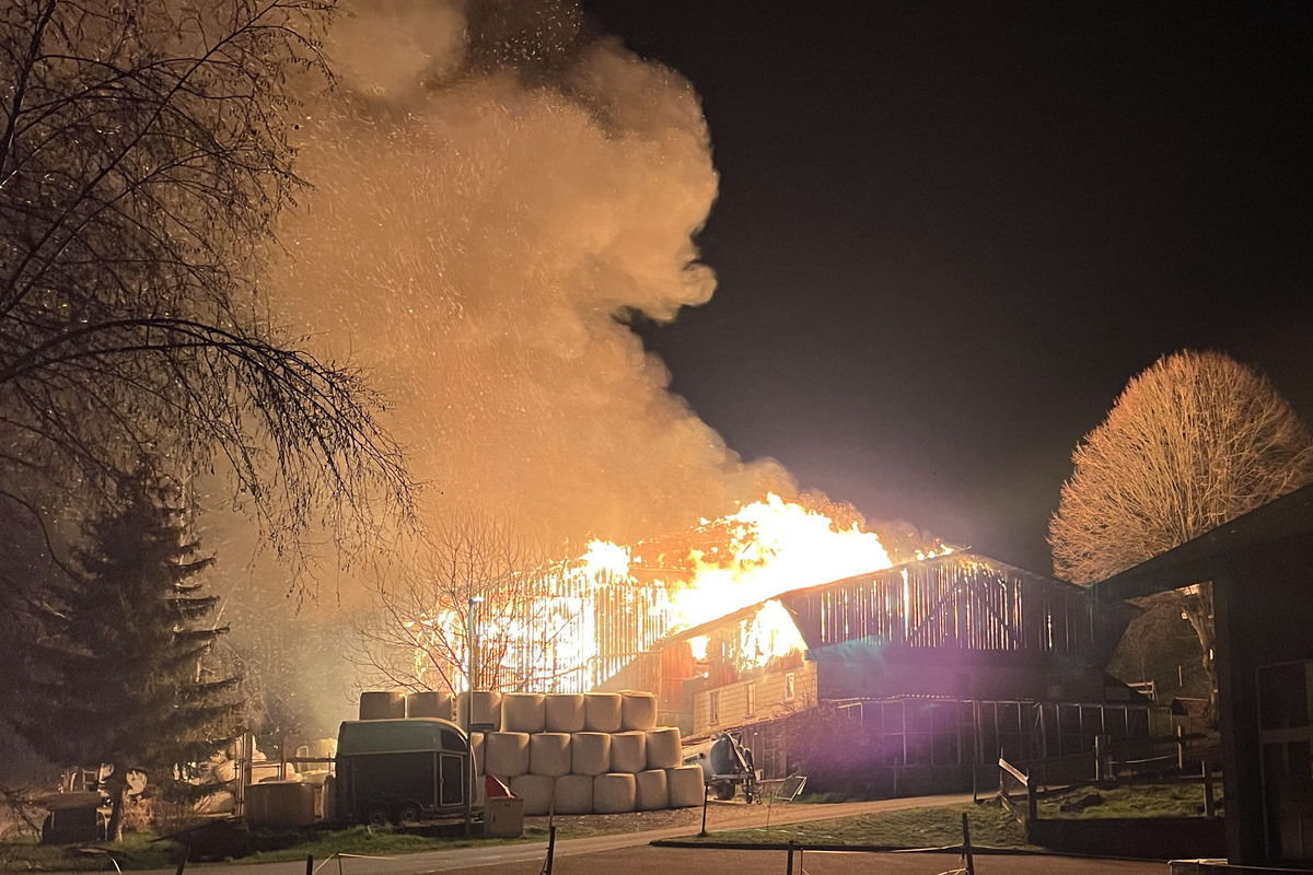 Reiden LU – Mehrere Tiere sterben bei Scheunenbrand