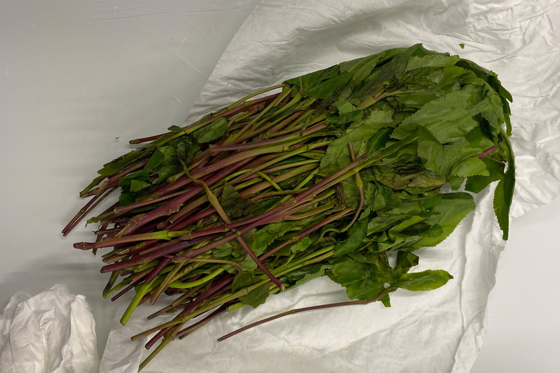 Baar ZG – 30 Kilogramm Kath gefunden