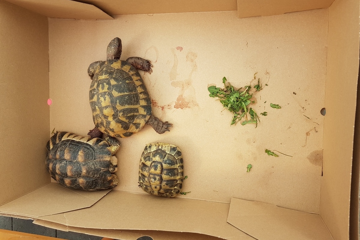 Bad Westernkotten – 12 Schildkröten in einem Müllsack entdeck
