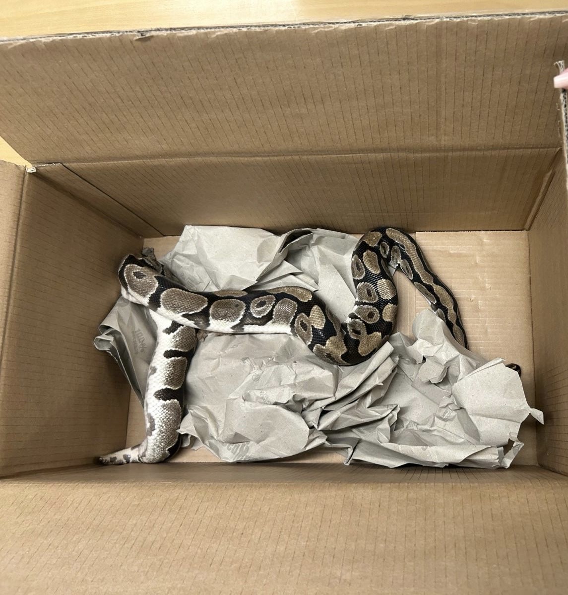 Schock-Fund in Rheinfelden AG – Königspython entdeckt