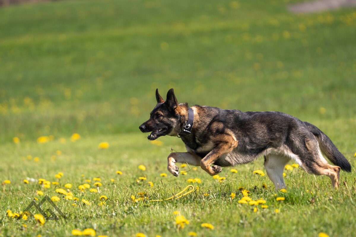 Baar ZG – Polizeihunde spüren Einbrecher auf