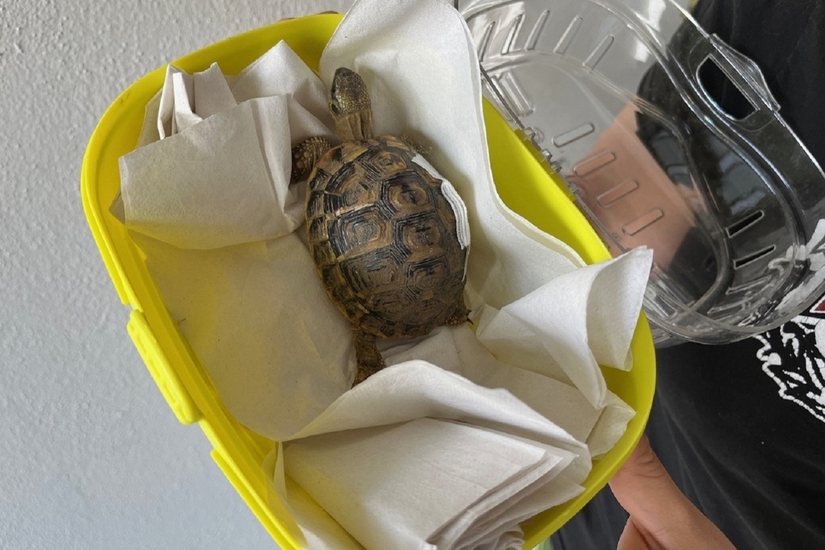 Schaffhausen – Schildkröte wieder mit Besitzerin vereint