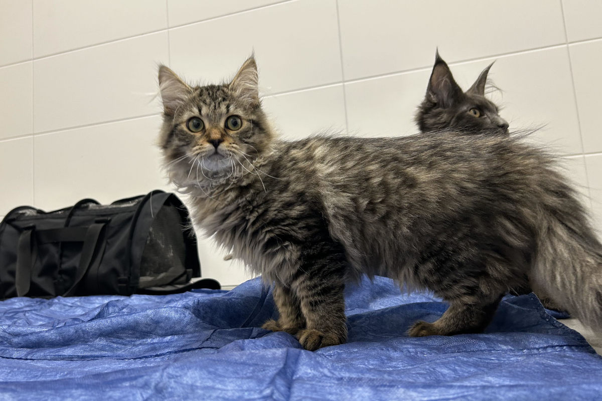 Basel – Katzen und Hunde mit gefälschten Heimtierpässen an Grenze gestoppt