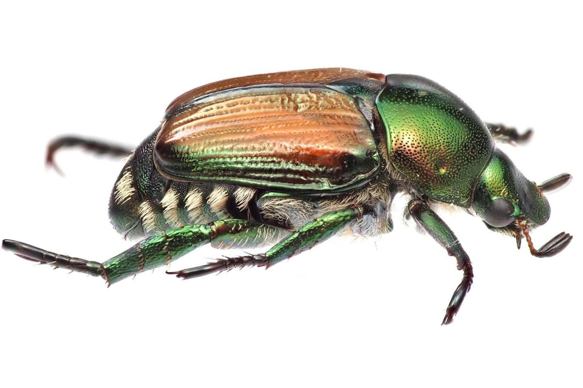 Kloten ZH – Zusätzliche Massnahmen im Kampf gegen den Japankäfer