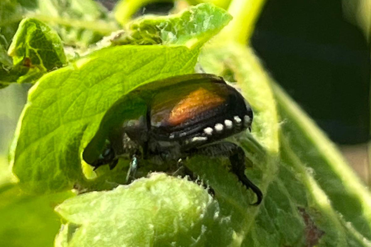 Kloten ZH – Zusätzliche Massnahmen im Kampf gegen den Japankäfer