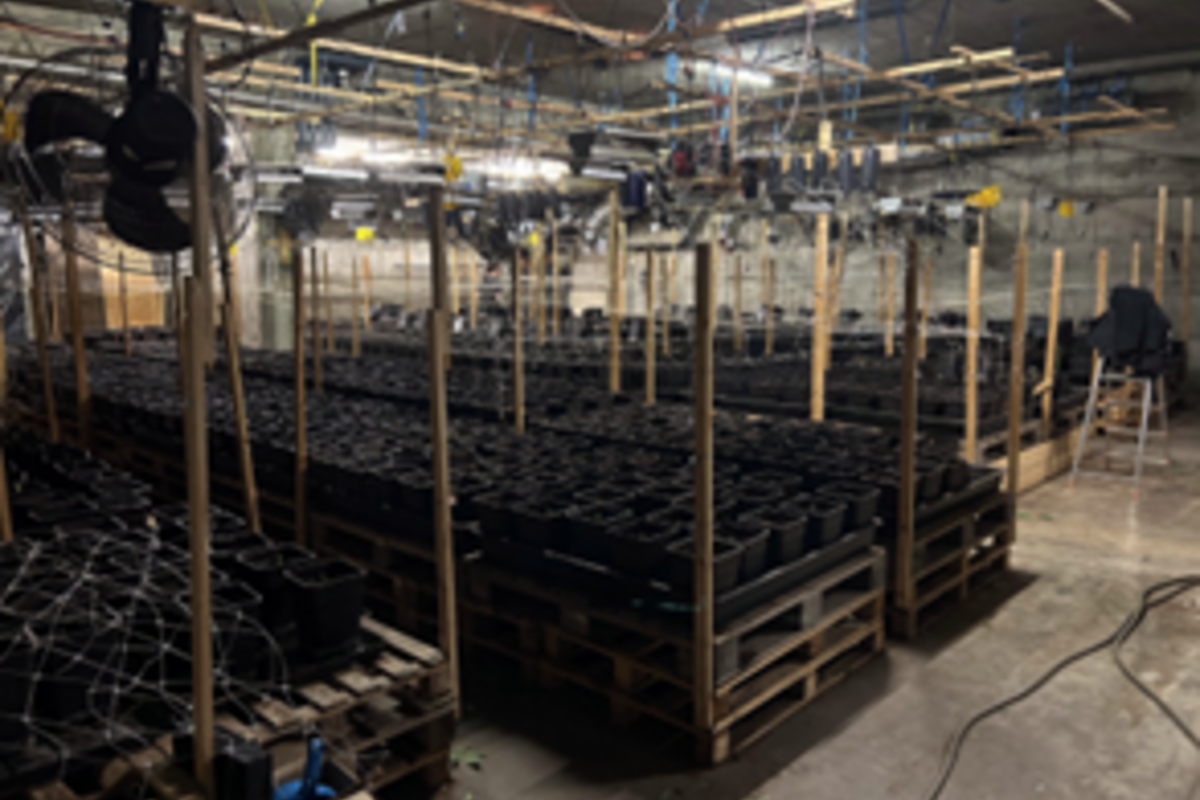 Stadt Schaffhausen – Illegale Hanfplantage entdeckt - Polizei stellt über 1'600 Pflanzen sicher