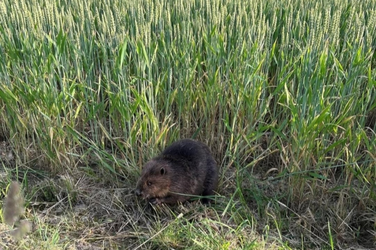 Bern – Polizei hilft einem Biber auf der Autobahn