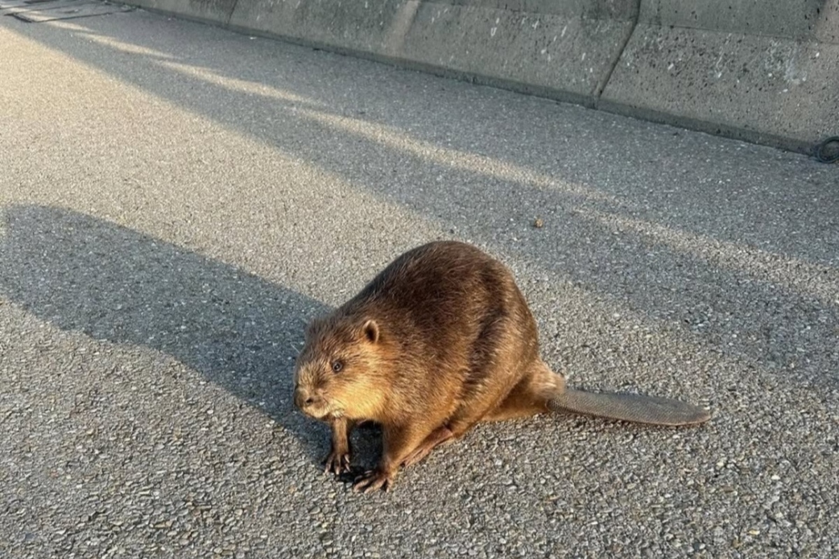Bern – Polizei hilft einem Biber auf der Autobahn