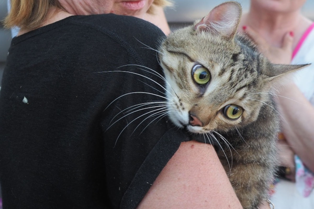 Biedermannsdorf NÖ – Feuerwehr befreit Kater Murmel aus Motorraum