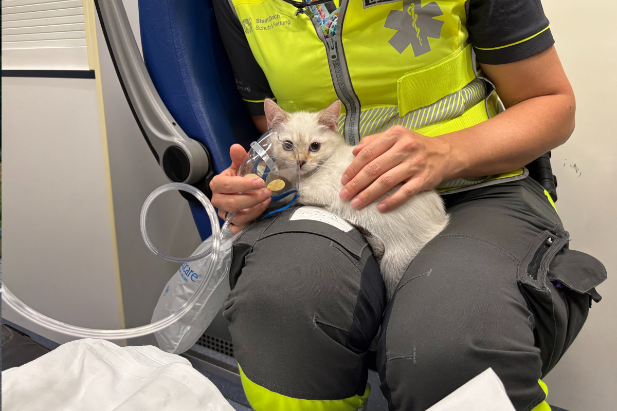 Zürich Kreis 3 – Zwei verletzte Personen nach Brand einer Wohnung