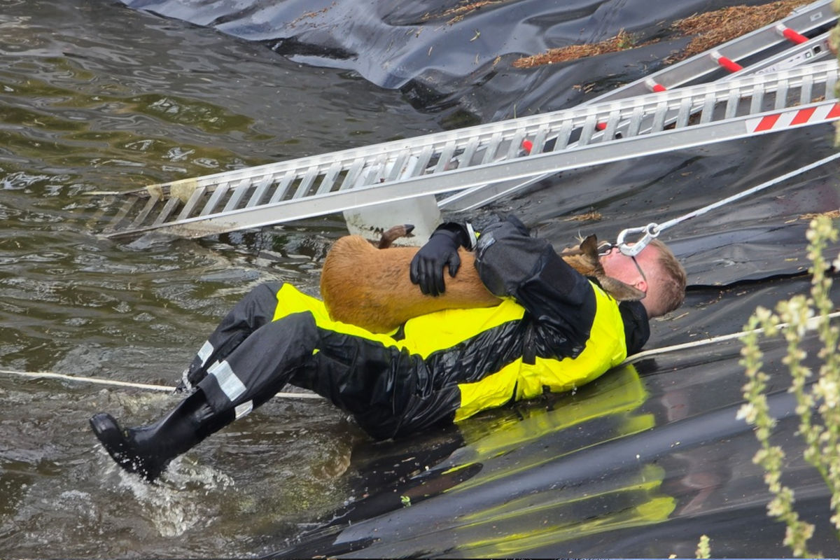 Celle NI – Feuerwehr rettet Reh aus Regenbecken