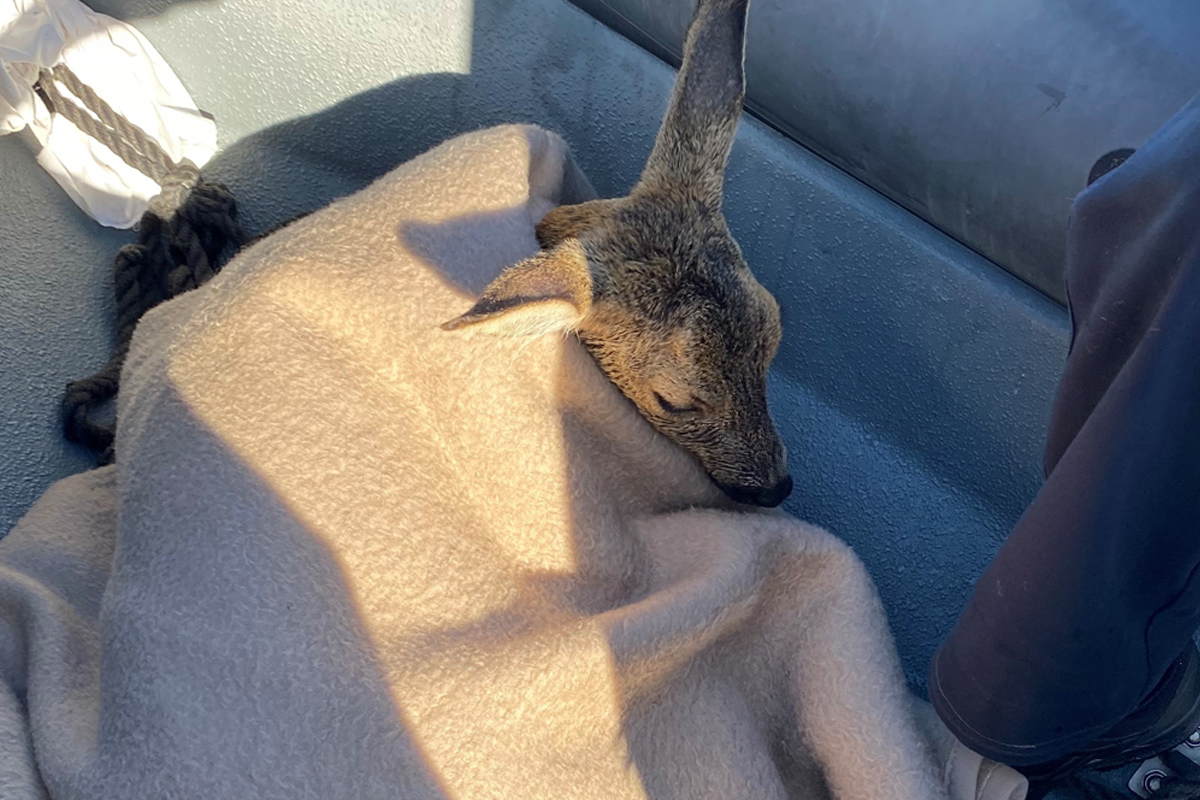 Rostock MV – Wasserschutzpolizei rettet erschöpftes Reh aus Hafenbecken