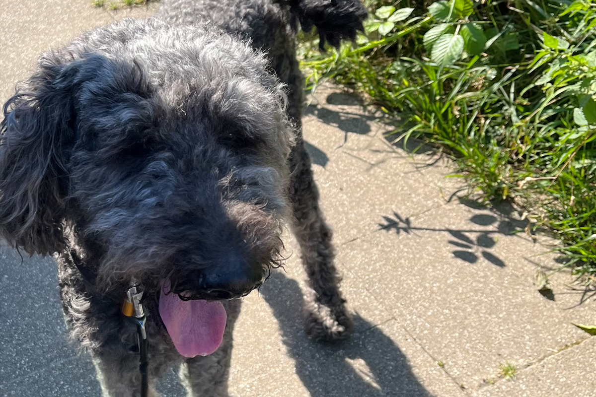 Ermittlungen gegen Hundehalterin aus Essen NW – Polizei rettet Hund aus überhitztem Auto