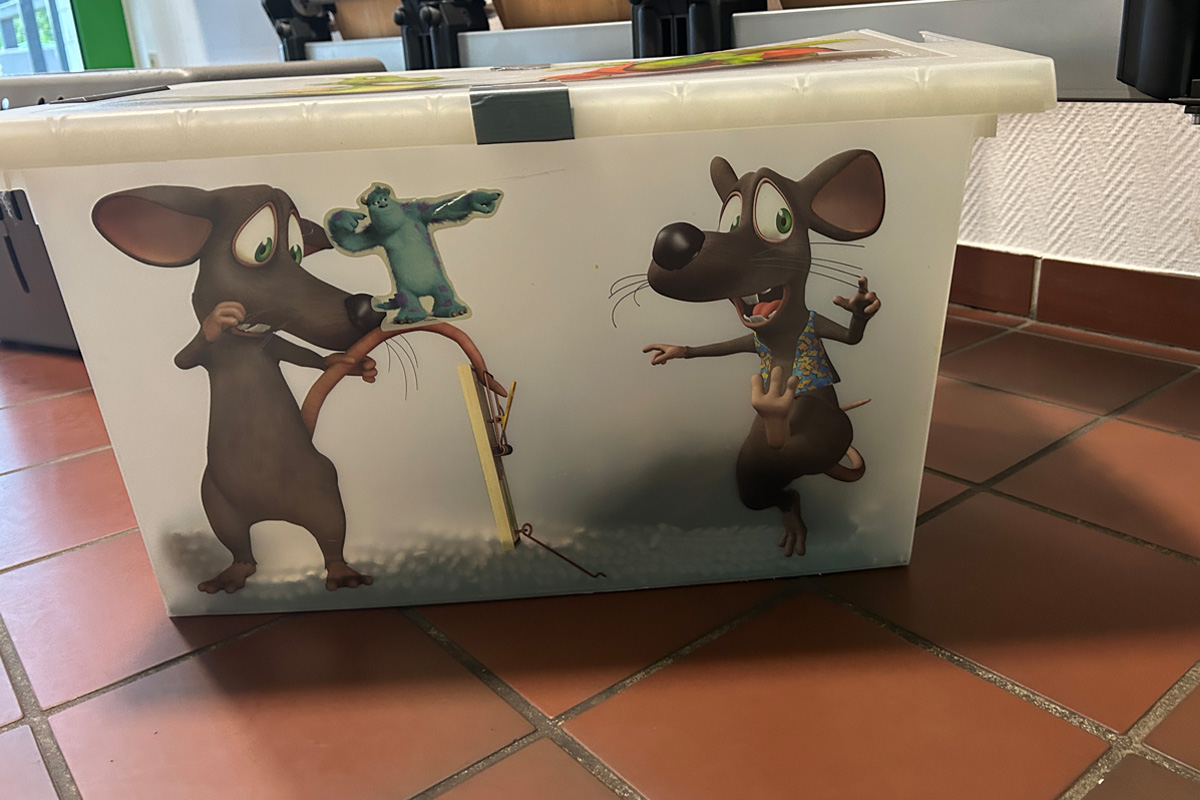 Jockgrim RP – Zeugenaufruf nach Aussetzen von Katzenfamilie