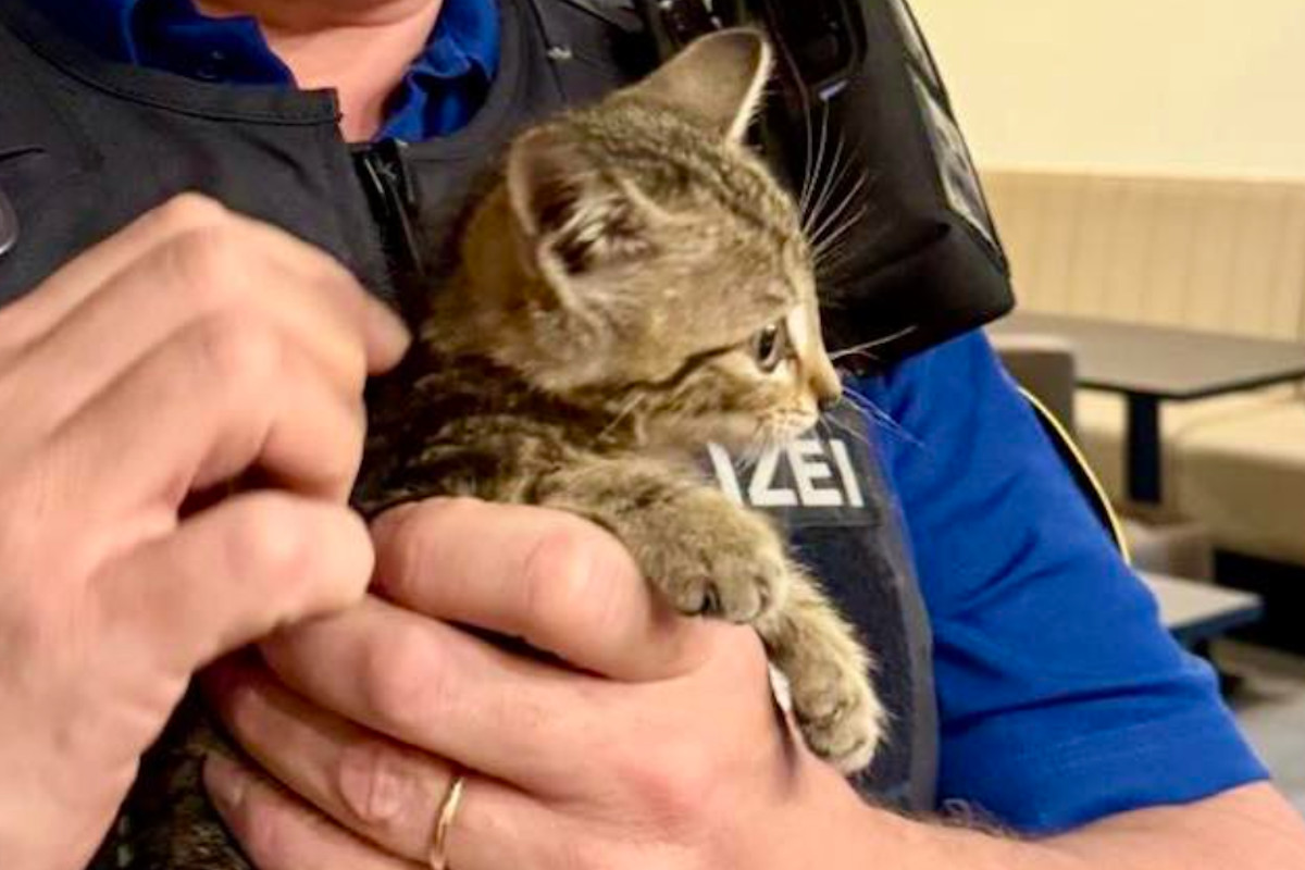 Basel Stadt – Junge Katze zugelaufen