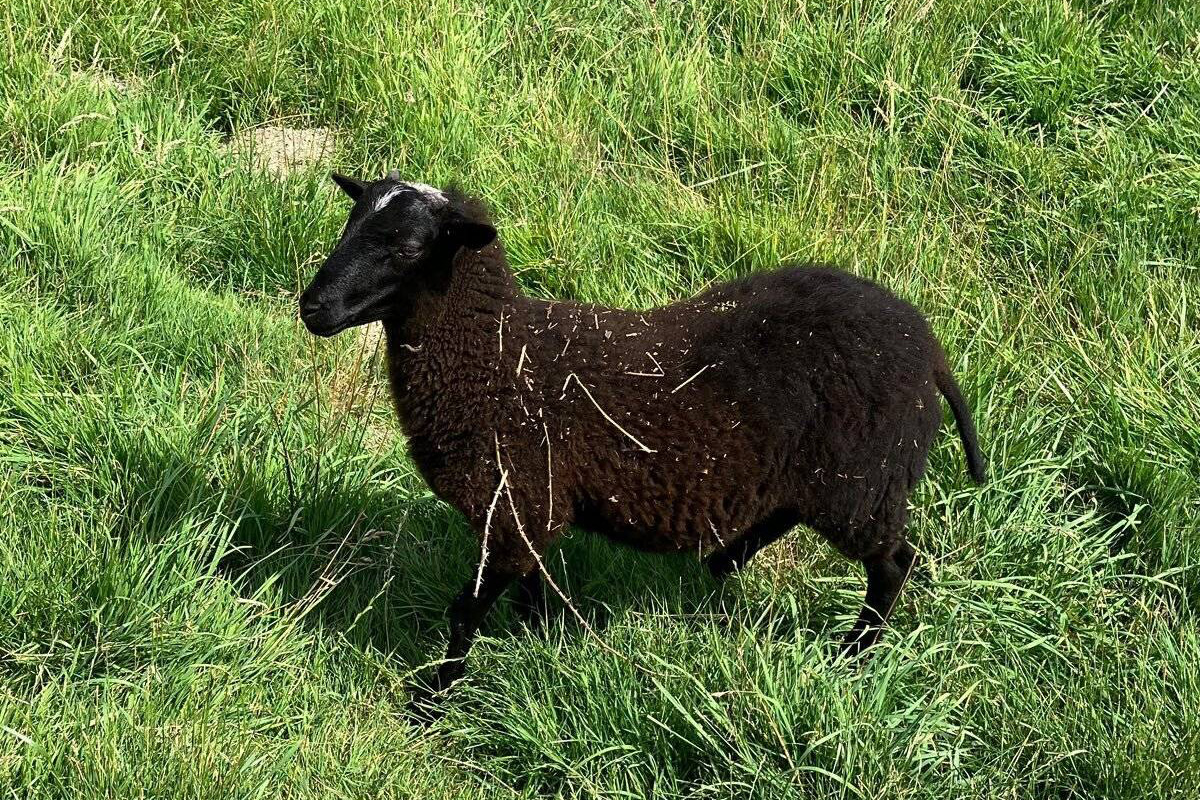 Haan NW – Feuerwehr rettet Schafbock aus Regenrohr