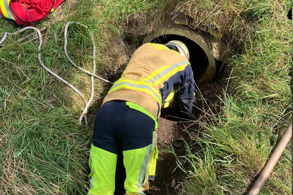 Haan NW – Feuerwehr rettet Schafbock aus Regenrohr