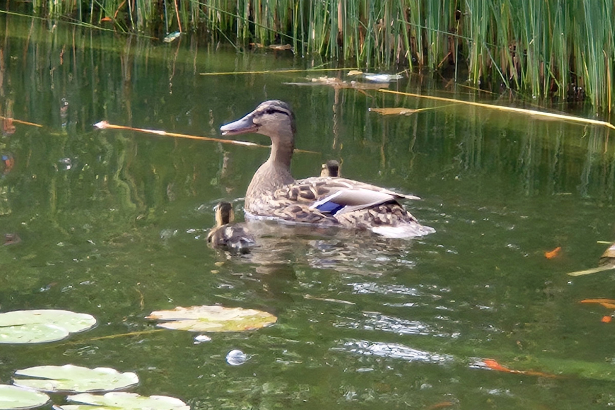 Stadtoldendorf NI – Feuerwehr rettet Küken aus Wasserrohr