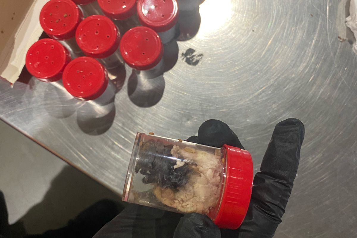 Köln NW – Zoll findet 1.500 lebende Vogelspinnen in Paket