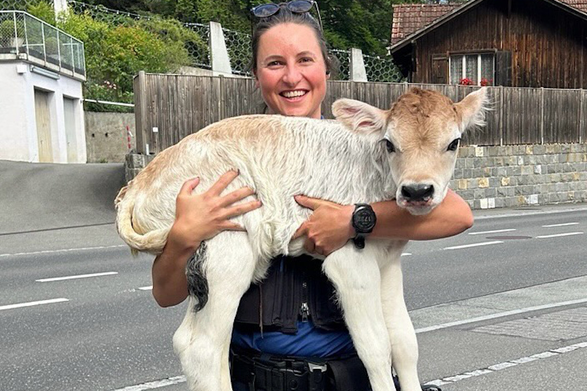 Sundlauenen BE – Kalb in Not aus Strassengraben gerettet