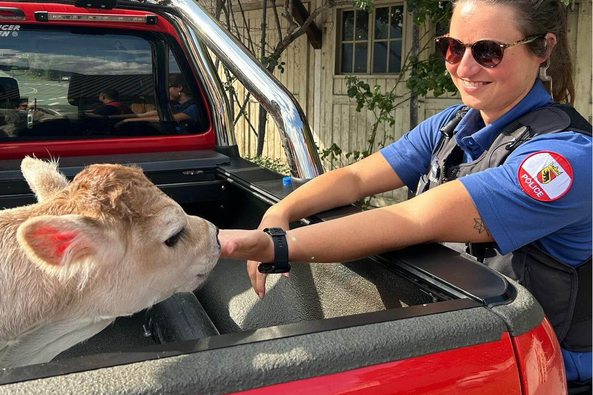 Sundlauenen BE – Kalb in Not aus Strassengraben gerettet