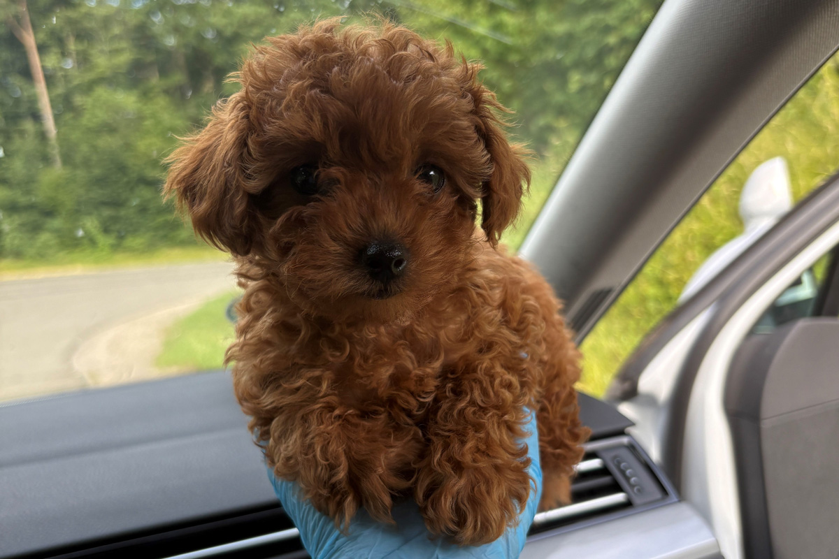 A81 Heilbronn BW – Zoll entdeckt illegal eingeführten Hund bei Kontrolle