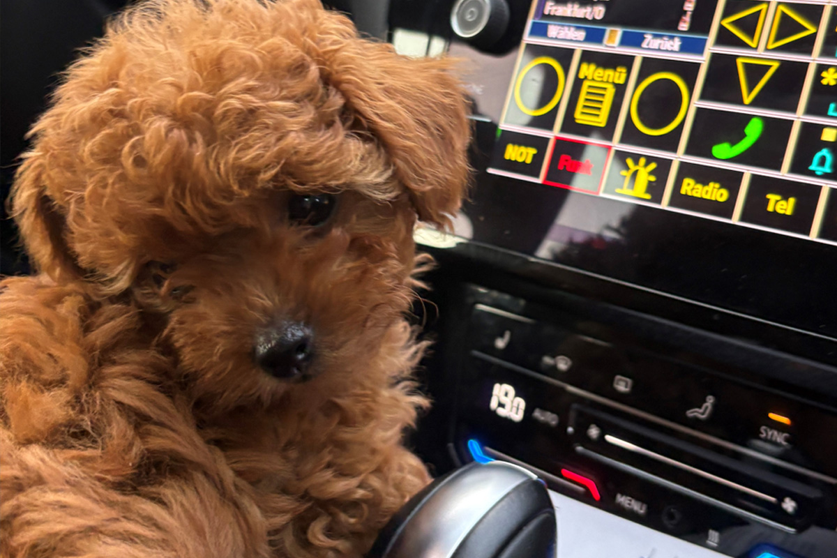 A81 Heilbronn BW – Zoll entdeckt illegal eingeführten Hund bei Kontrolle