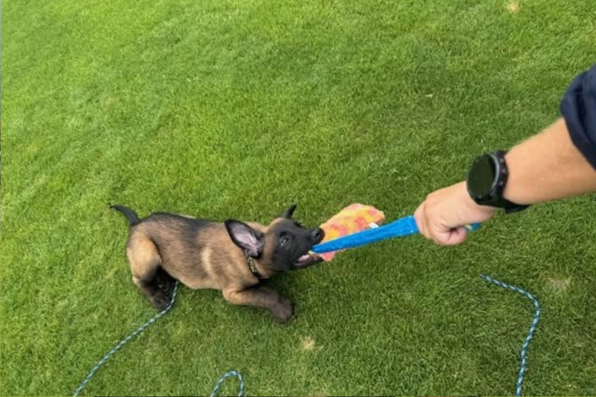 Polizeihund in Ausbildung – Nachwuchshund Hugo verstärkt das Team in Tirol