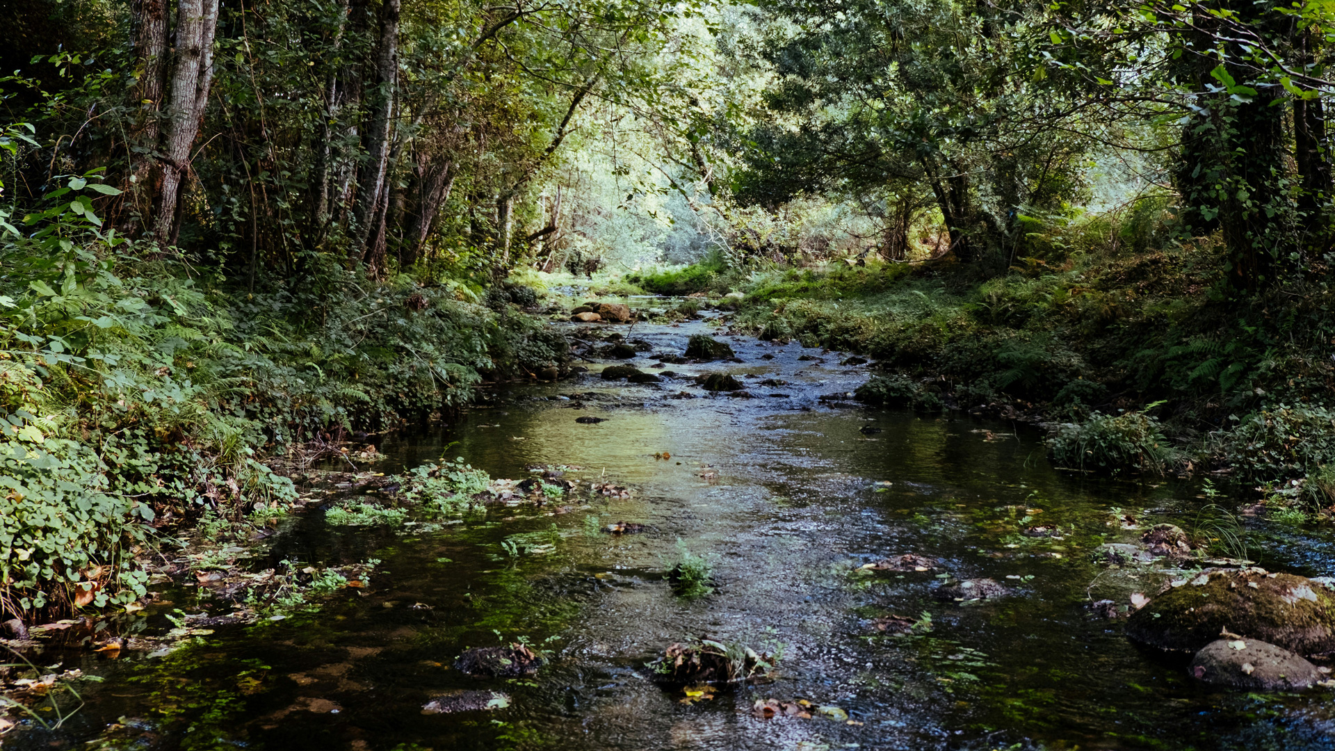 Freiberg am Neckar BW – Kriminalpolizei ermittelt nach Fund von Leiche