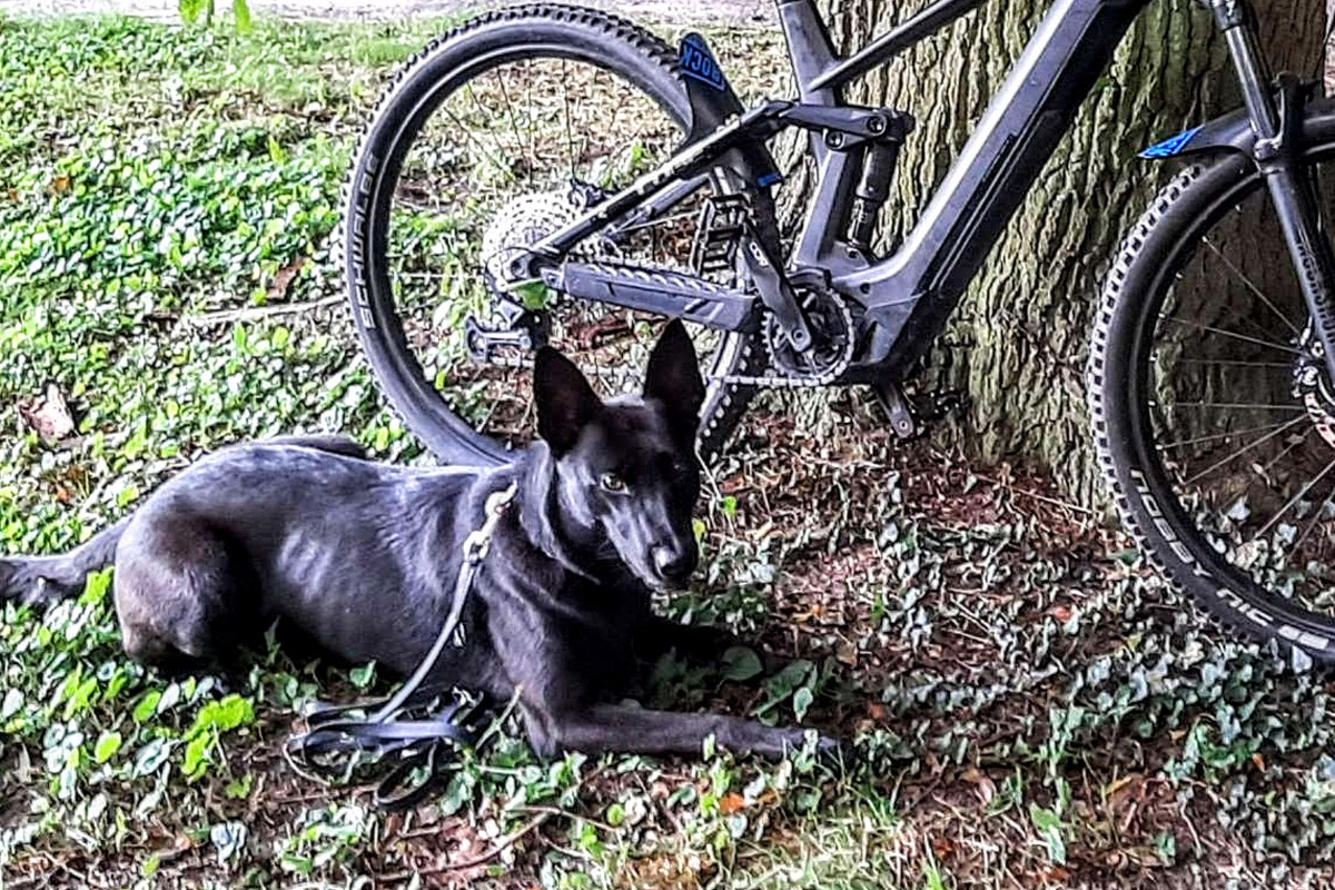 Travemünde SH – Diensthunde spüren gestohlene E-Bikes auf