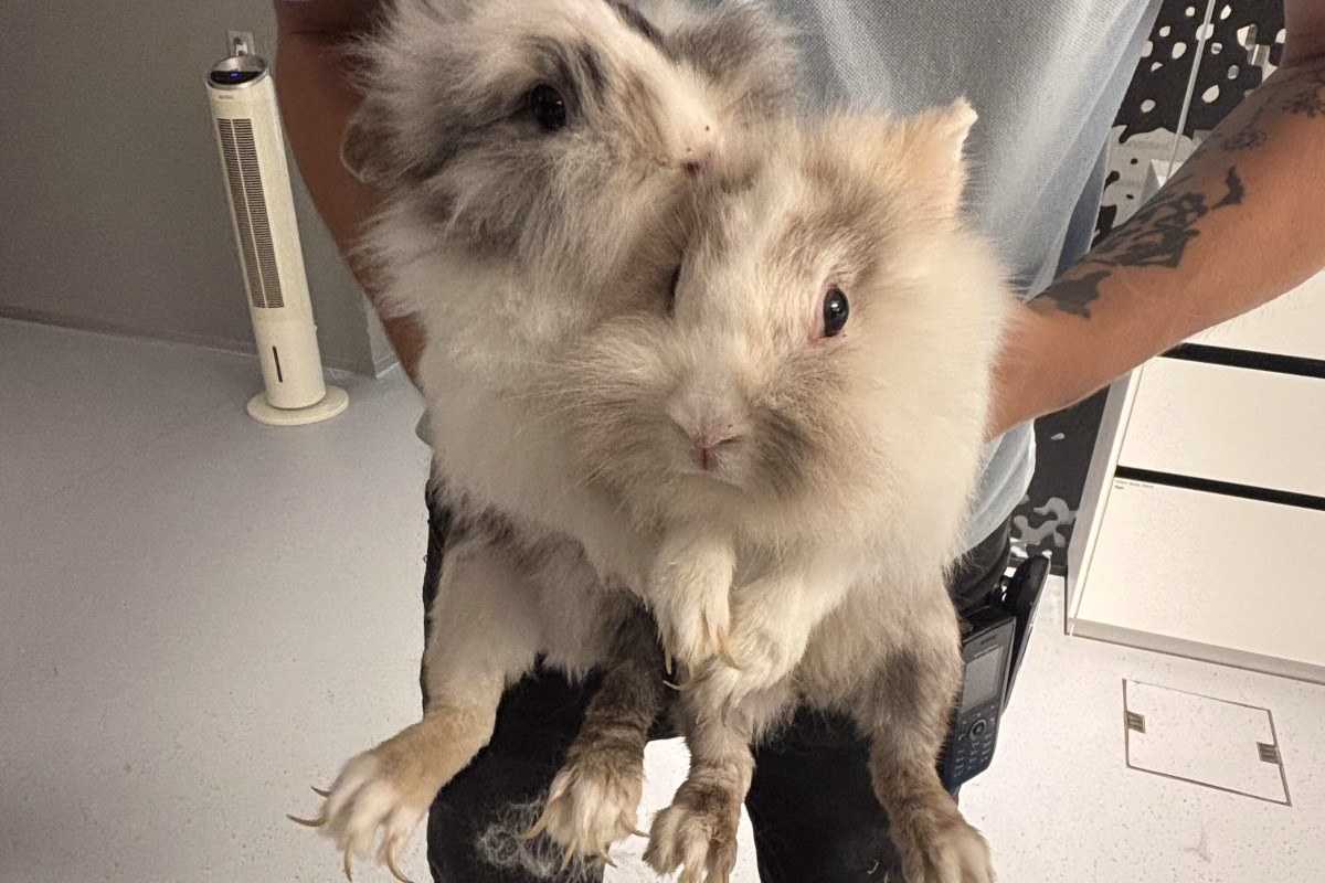 Hirschthal AG – Ausgesetzte Kaninchen in Wald gefunden