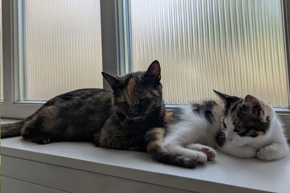 Bregenz V – Besitzer von Katzenmama und Kitten gesucht