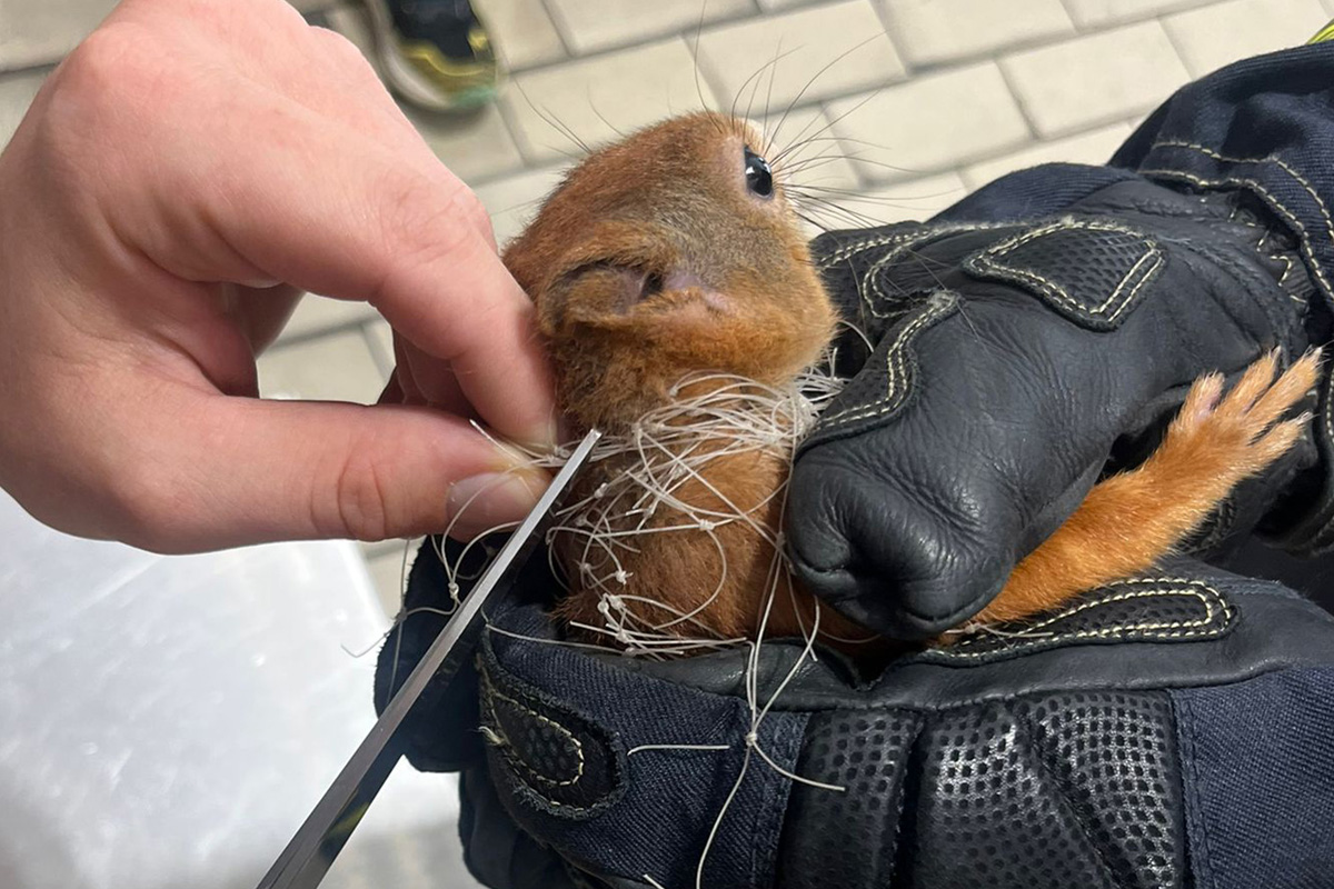 München BY – Feuerwehr rettet Eichhörnchen aus Balkonnetz